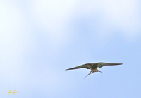 Barn Swallow 7111